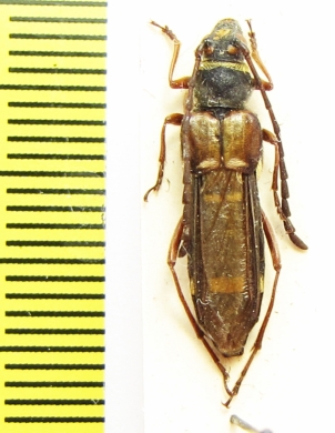 Hesthesis plorator  Australia - INSECTS-STORE.RU