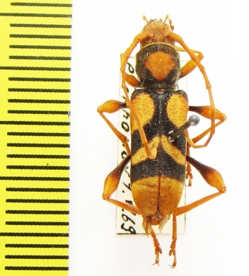 Aridaeus thoracicus  Australia - INSECTS-STORE.RU