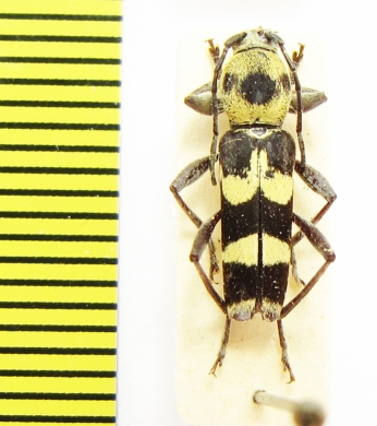 Chlorophorus ? fristedti  Australia - INSECTS-STORE.RU