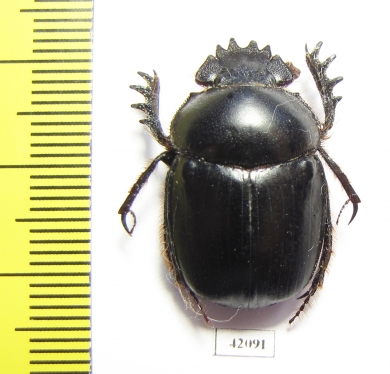 Scarabaeus sp.  Namibia - INSECTS-STORE.RU