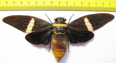 Tosena depicta  Indonesia, Sumatra 150mm - INSECTS-STORE.RU