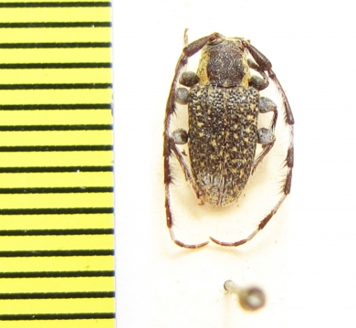 Ancita marginicollis  Australia - INSECTS-STORE.RU