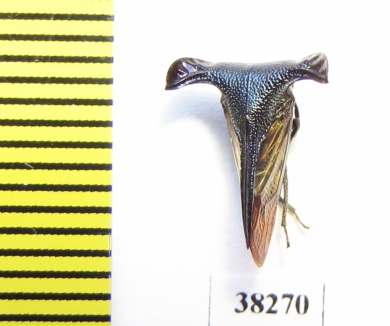 Membracidae sp.  Malaysia - INSECTS-STORE.RU