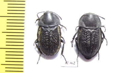 Aclypea undata verrucosa, pair  Iran, Gilan prov. - INSECTS-STORE.RU