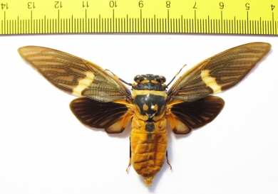 Tosena melanoptera  Indonesia, Java - INSECTS-STORE.RU