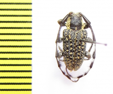 Ancita marginicollis  Australia - INSECTS-STORE.RU