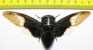 Cryptotympana aquila  Thailand  120mm - INSECTS-STORE.RU