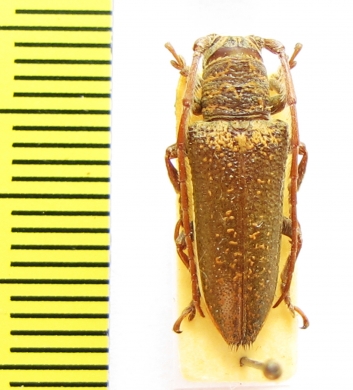 Rhytiphora decipiens  Australia - INSECTS-STORE.RU