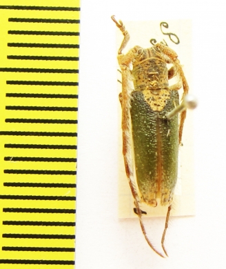 Rhytiphora nigrovirens  Australia - INSECTS-STORE.RU