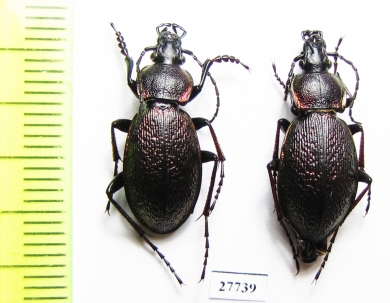 Carabus (Carabulus) obovatus, pair  Russia, Khakassia reg. - INSECTS-STORE.RU