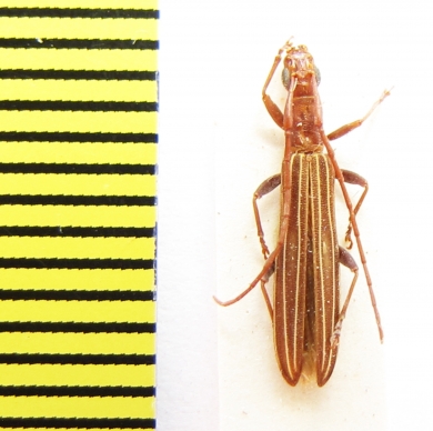 Syllitus sp.  Australia - INSECTS-STORE.RU