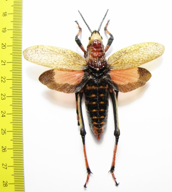 Orthoptera sp.  Zimbabwe  58mm - INSECTS-STORE.RU