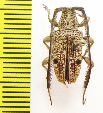 Thyada barbicornis  Australia - INSECTS-STORE.RU