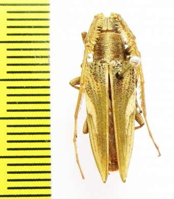 Cerambycidae sp.  Australia - INSECTS-STORE.RU