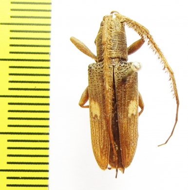 Cerambycidae sp.  Australia - INSECTS-STORE.RU