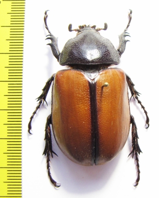 Eupatorus gracilicornis, female  Thailand - INSECTS-STORE.RU