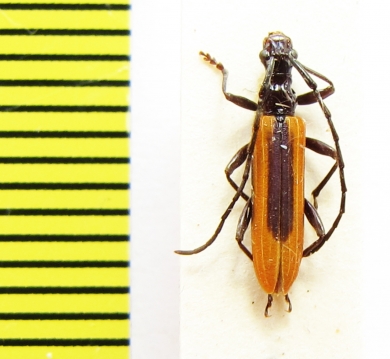 Stenoderus suturalis  Australia - INSECTS-STORE.RU