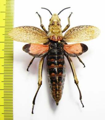 Orthoptera sp.  Zimbabwe  53mm - INSECTS-STORE.RU