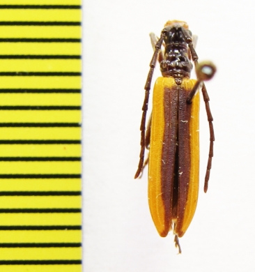 Stenoderus suturalis  Australia - INSECTS-STORE.RU