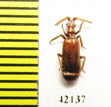 Paussinae sp.  South Africa Rep. - INSECTS-STORE.RU