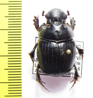 Dichotomius sp.  Peru - INSECTS-STORE.RU