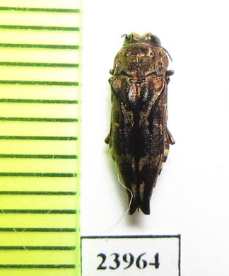 Agrilus venosus  Iran, Hormozgan prov. - INSECTS-STORE.RU