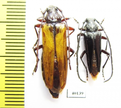 Sibylla livida, pair  Chile - INSECTS-STORE.RU