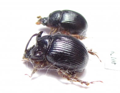 Odonteus armiger, pair  Russia - INSECTS-STORE.RU