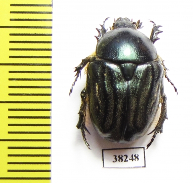 Protaetia bogdanoffi  Uzbekistan - INSECTS-STORE.RU