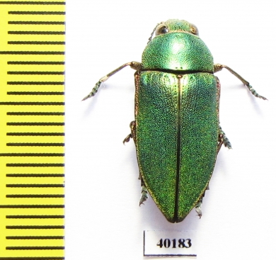 Perotis xerxes malachiticus  Turkey - INSECTS-STORE.RU