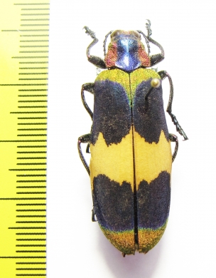 Chrysochroa corbetti, male  Thailand - INSECTS-STORE.RU