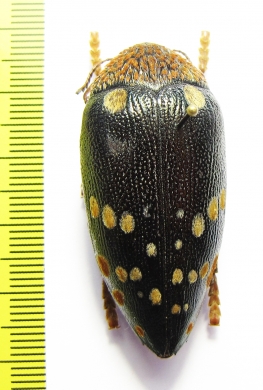 Sternocera castanea boucardii  Tanzania 45mm - INSECTS-STORE.RU