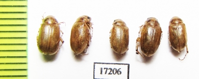 Leucoserica arenicola  Uzbekistan - INSECTS-STORE.RU