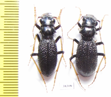 Megacephala atrospinosa valentinai (Dementiev & Gage, 2022), pair  Zambia - INSECTS-STORE.RU