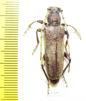 Cerambycidae sp.  South Africa Rep. - INSECTS-STORE.RU