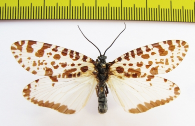 Trichoptera sp.  Russia, Tuva reg. - INSECTS-STORE.RU