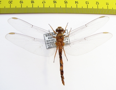Odonata sp.  Sierra Leone - INSECTS-STORE.RU