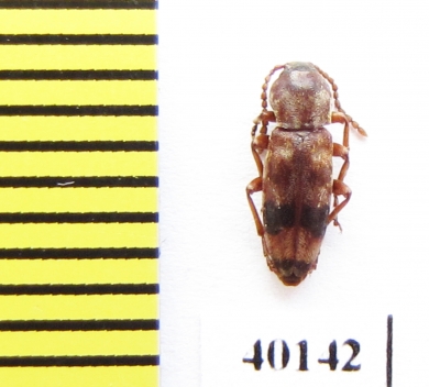 Hypulus bifasciatus  Poland - INSECTS-STORE.RU