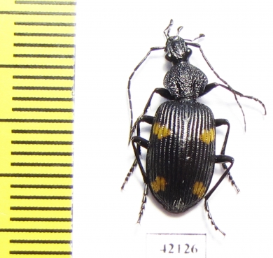 Carabidae sp.  South Africa Rep. - INSECTS-STORE.RU