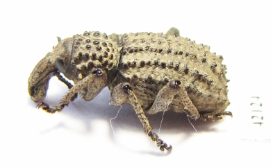 Curculionidae sp.  South Africa Rep. - INSECTS-STORE.RU