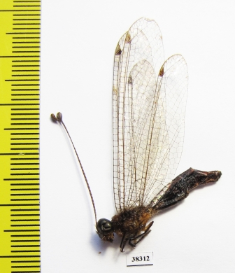 Ascalaphidae sp.  Malaysia - INSECTS-STORE.RU