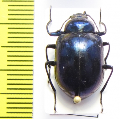 Tenebrionidae sp.  Vietnam - INSECTS-STORE.RU