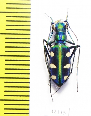 Cicindela batesi  Taiwan - INSECTS-STORE.RU