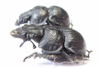 Lethrus korzhinskii, pair  Tajikistan - INSECTS-STORE.RU