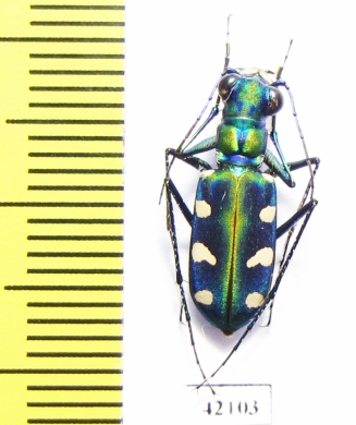 Cicindela batesi  Taiwan - INSECTS-STORE.RU