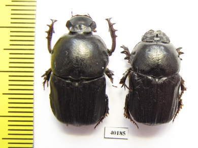 Chironitis sterculius, pair  Kazakhstan - INSECTS-STORE.RU