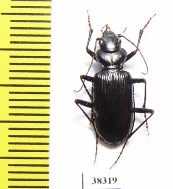 Nebria mniszechi, male  Georgia - INSECTS-STORE.RU