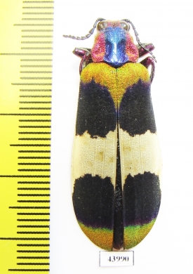 Chrysochroa corbetti, male  Thailand - INSECTS-STORE.RU
