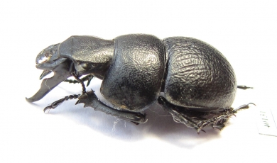 Lethrus banghaasi  Tajikistan - INSECTS-STORE.RU