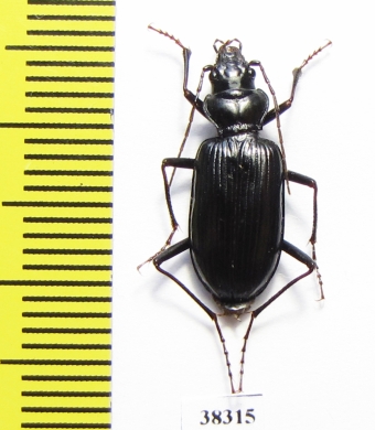Nebria mniszechi, female  Georgia - INSECTS-STORE.RU